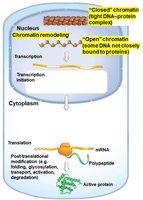 Chromatin remodeling in gene regulation