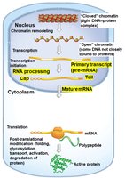 RNA processing in gene regulation