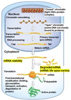 mRNA stability in gene regulation