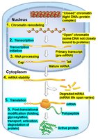 Summary of all levels of gene regulation