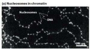 Nucleosomes in chromatin