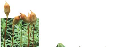 Images of bryophytes: mosses, liverworts, hornworts