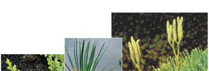 Images of lycophytes: club mosses, spike mosses, quillworts