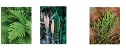Images of monilophytes: ferns, horsetails, whisk ferns