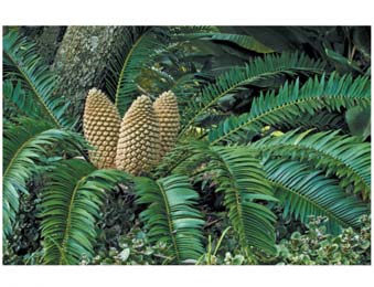 Cycadophyta: Cycas revoluta