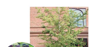Ginkgophyta: Ginkgo biloba