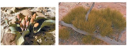 Gnetophyta: Welwitschia, Gnetum, Ephedra
