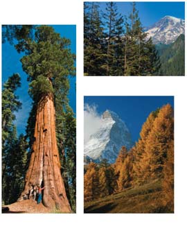 Coniferophyta: Douglas fir, European larch, Sequoia