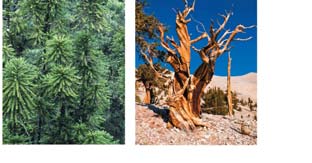 Coniferophyta: Common juniper, Bristlecone pine, Wollemi pine