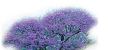 Angiosperms: Jacaranda tree, Barley grass
