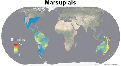 Global map of marsupial species richness