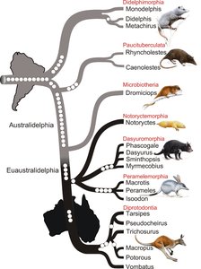 Phylogeny of marsupials showing relationships between lineages