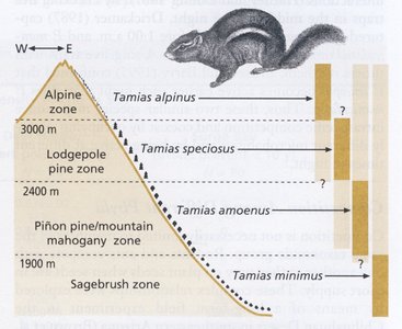Resource partitioning among chipmunks along an elevational gradient