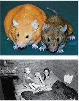 Epigenetic effects in mice and humans