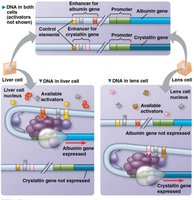 Combinatorial control of gene expression in liver and lens cells
