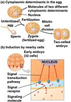 Cytoplasmic determinants and induction in embryonic development