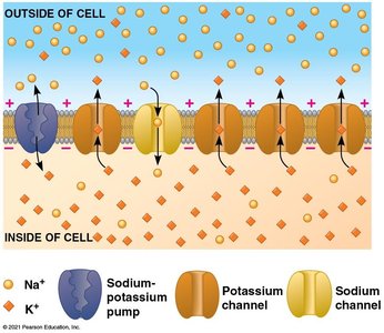 Ion channels and sodium-potassium pump in neuron membrane