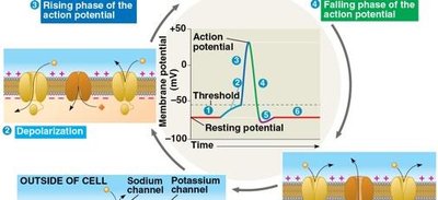 Action potential phases and ion channel activity