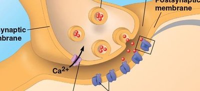 Synaptic transmission and neurotransmitter release