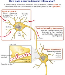 Labeled neuron structure