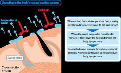 Sweating and evaporative cooling