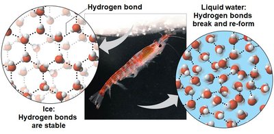 Hydrogen bonds in ice and liquid water