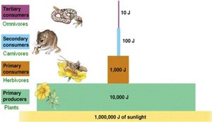Energy flow diagram with decreasing energy at higher trophic levels