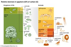 Relative biomass in gigatons of carbon