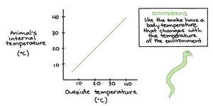Ectotherm temperature regulation