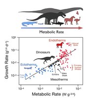 Graph showing metabolic rates of endotherms, ectotherms, and mesotherms
