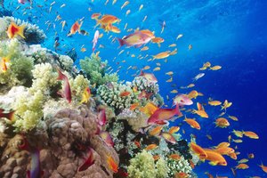 Coral reef with high biodiversity