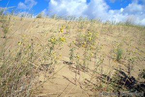 Low-diversity ecosystem (dune)
