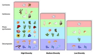 Diagram comparing high, medium, and low diversity