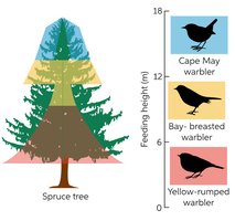 Niche partitioning among warblers in a tree