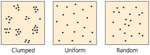 Clumped, uniform, and random dispersion patterns