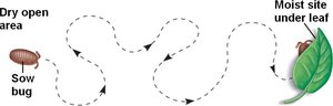 Kinesis movement diagram