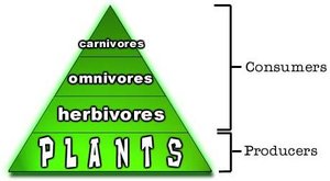 Trophic pyramid: producers, herbivores, omnivores, carnivores