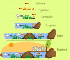 Diagram of ecological organization: individual, population, community, ecosystem, biome, biosphere