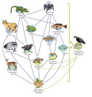 Food web diagram