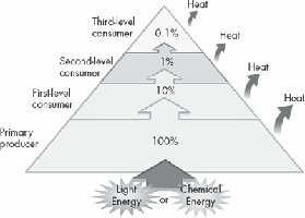 Energy pyramid showing 10% rule