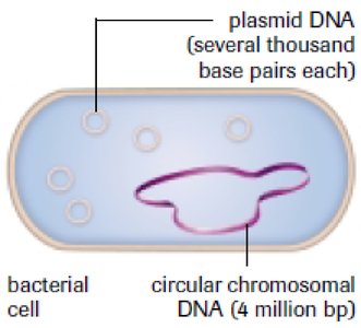 Bacterial cell with plasmid DNA