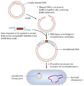 Recombinant DNA creation using plasmids and restriction enzymes