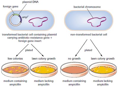 Antibiotic resistance test for transformation