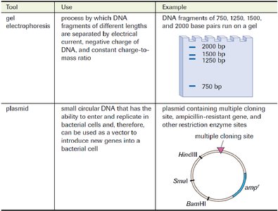 Summary table of molecular tools