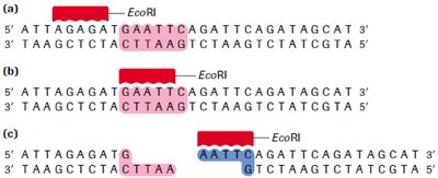 Restriction enzyme cutting DNA at specific sites