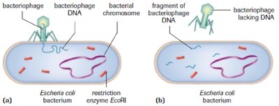 Bacterial defense using restriction enzymes