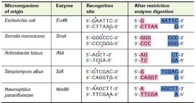 Table of restriction enzymes and their recognition sites