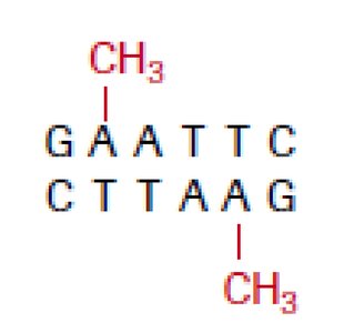 Methylation of DNA to protect against restriction enzymes
