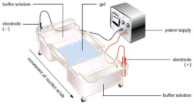 Gel electrophoresis setup