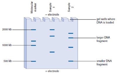 Gel electrophoresis results showing DNA fragment separation